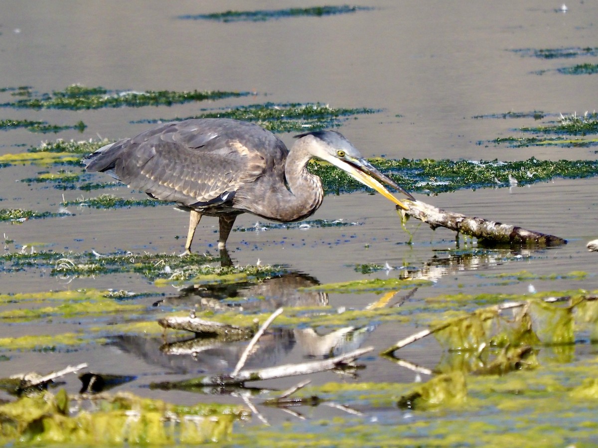 Great Blue Heron - ML642024859