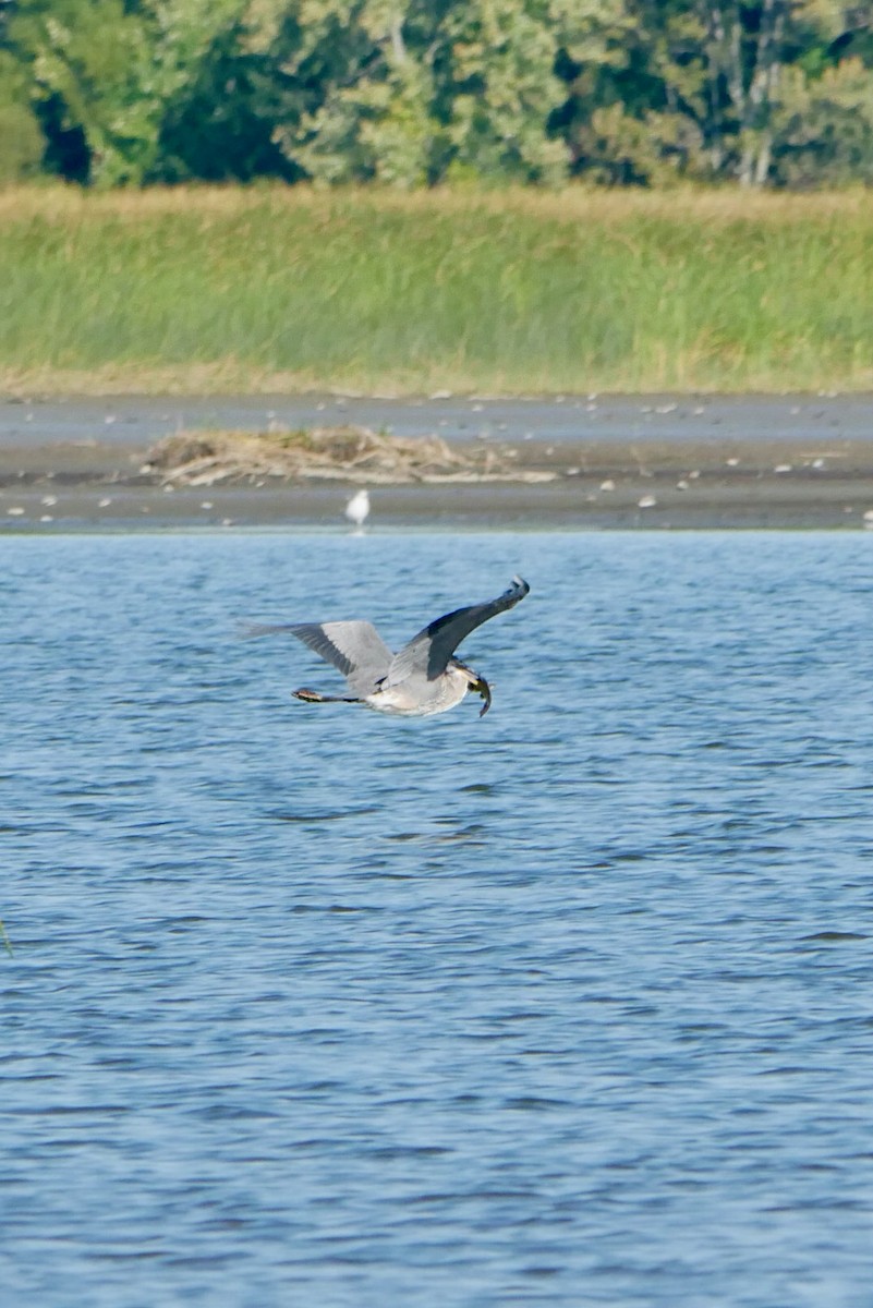 Great Blue Heron - ML642024863