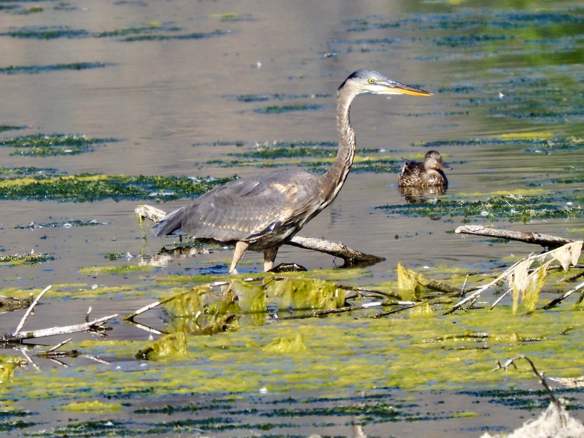Great Blue Heron - ML642024866