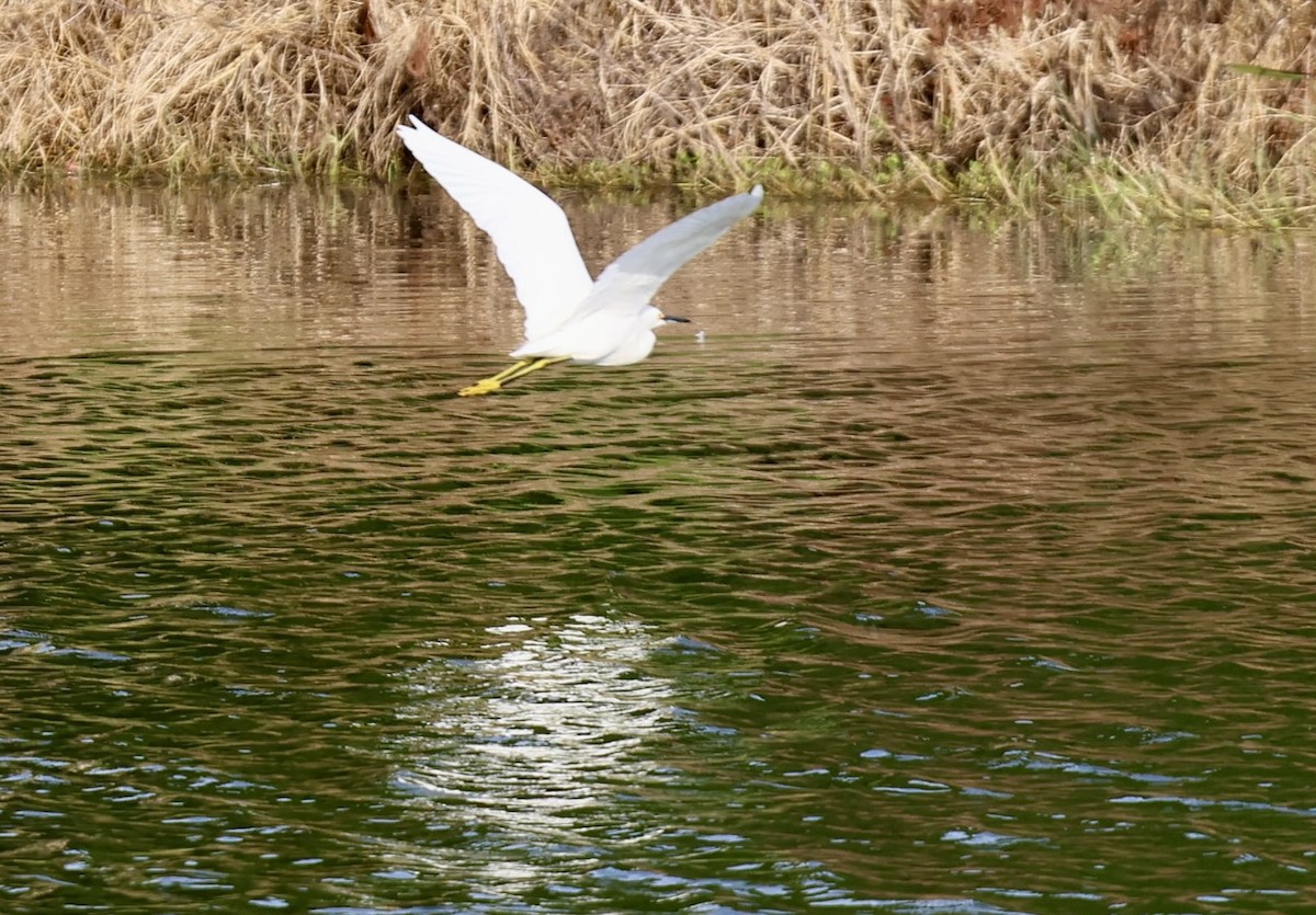 ユキコサギ - ML642024873