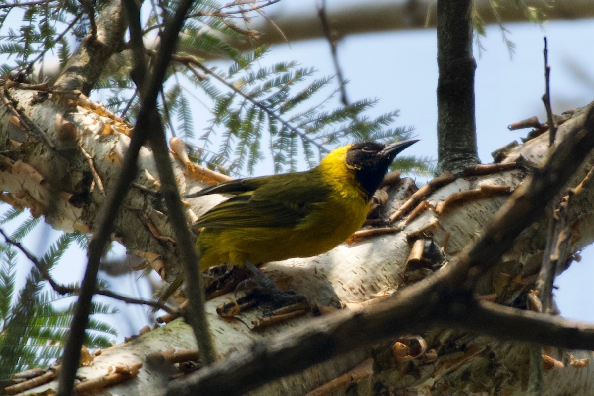 Slender-billed Weaver - ML642024874