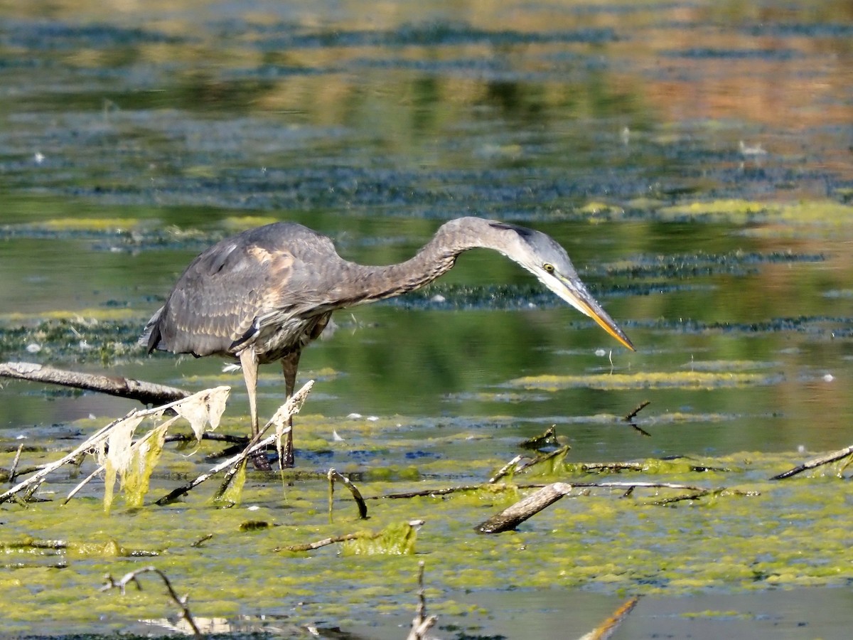 Great Blue Heron - ML642024875