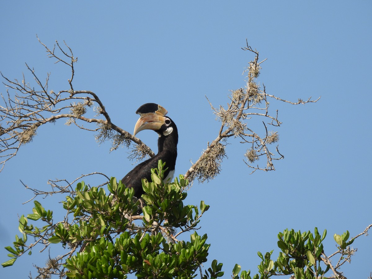 Malabarhornvogel - ML642024877
