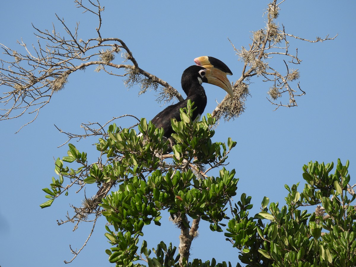 Malabar Pied-Hornbill - ML642024878