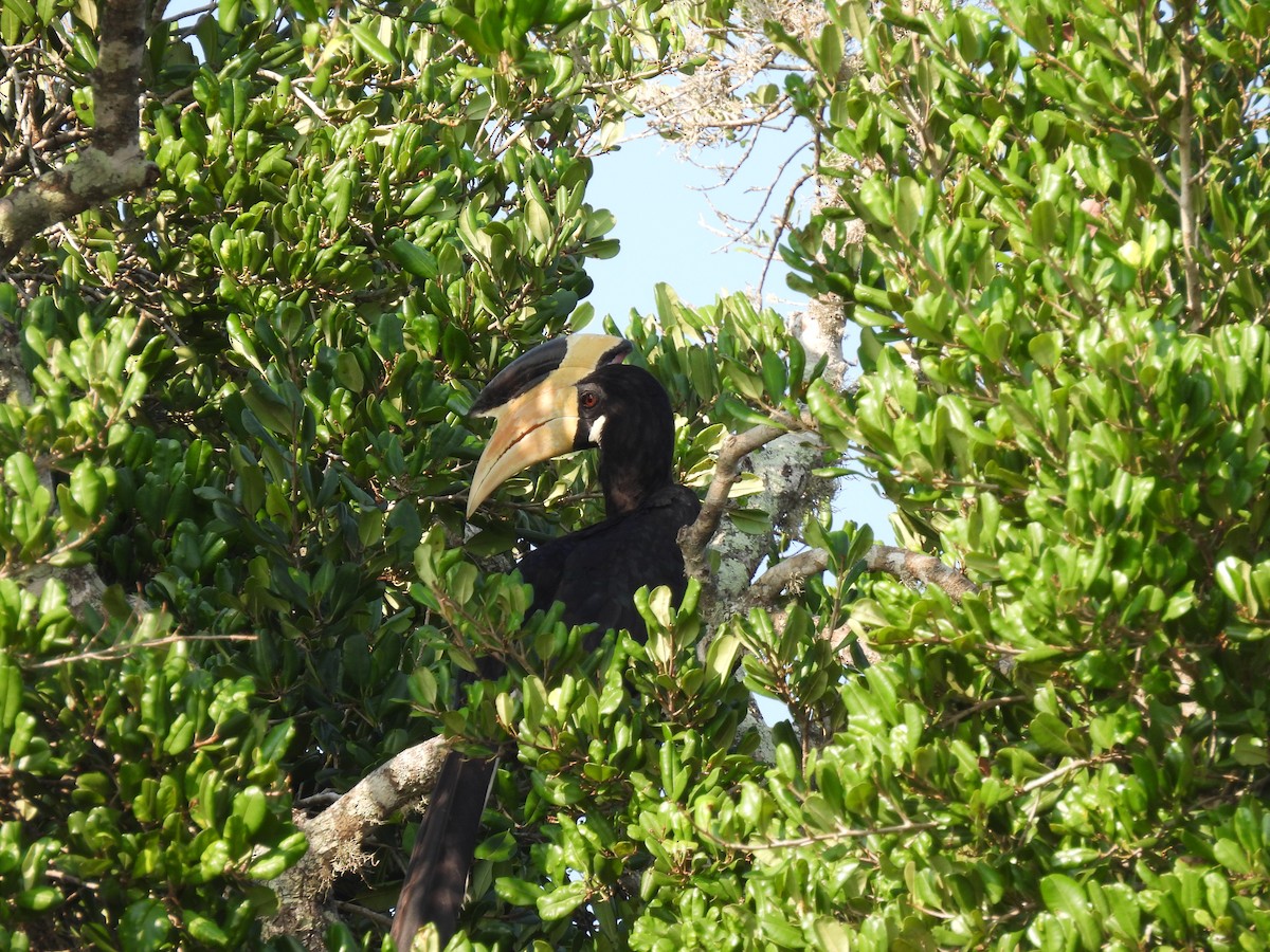 Malabar Pied-Hornbill - ML642024879