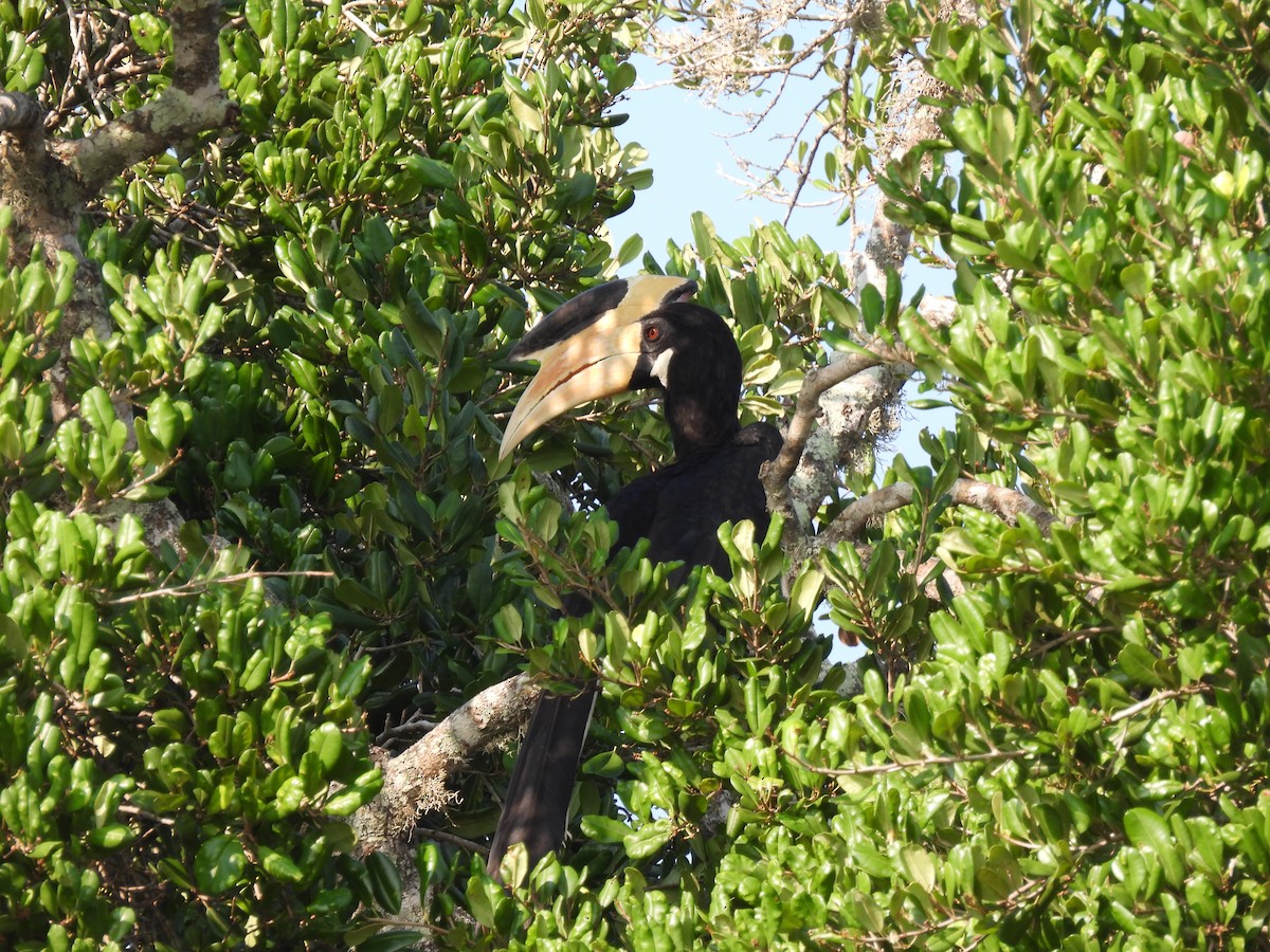 Malabarhornvogel - ML642024895