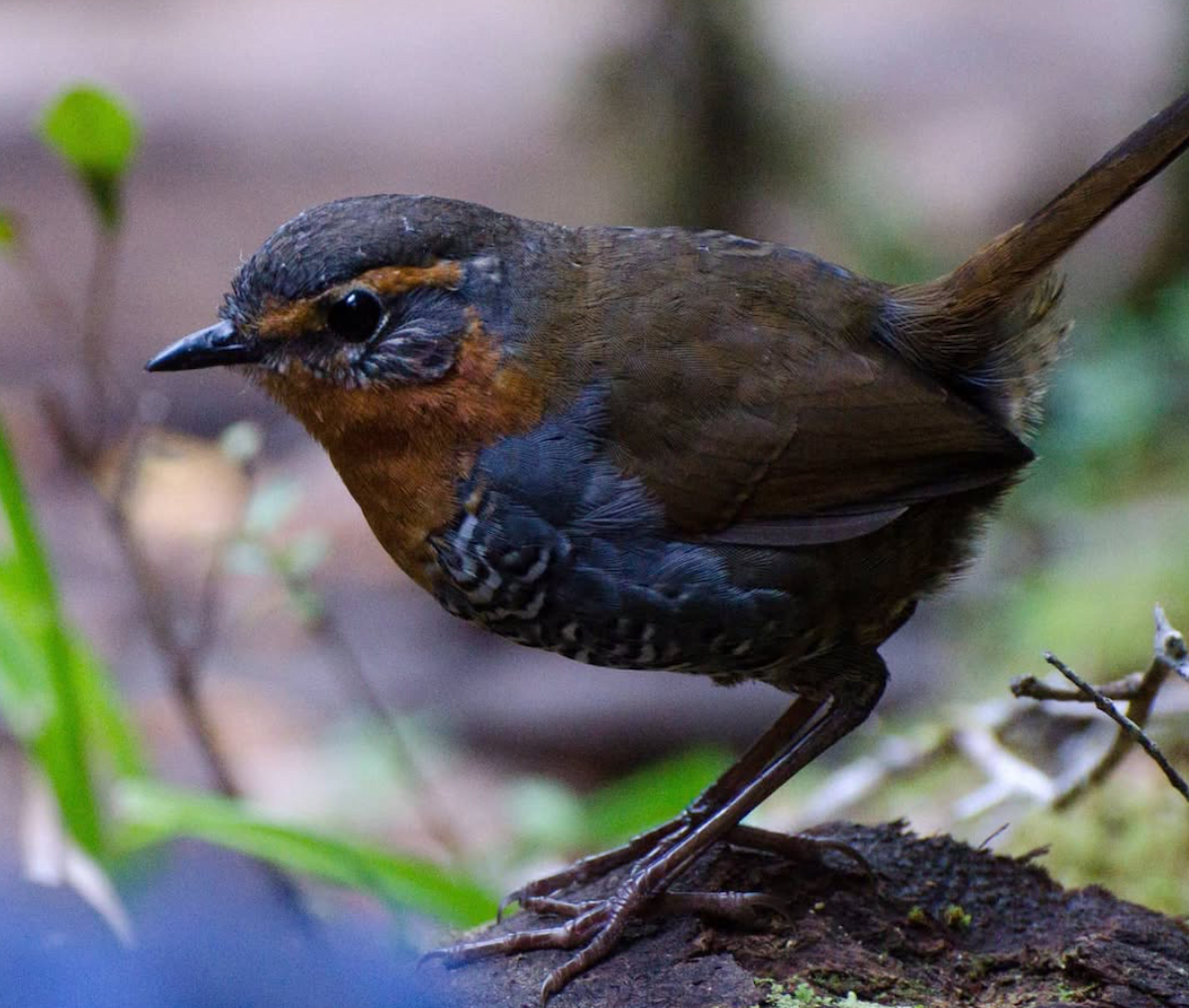 Rotkehltapaculo - ML642024900