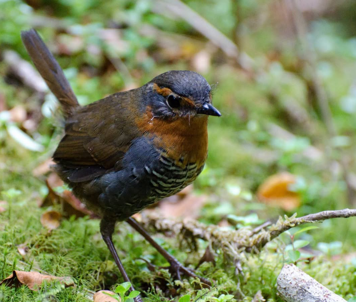 Rotkehltapaculo - ML642024901