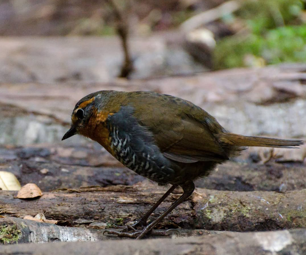 Rotkehltapaculo - ML642024902