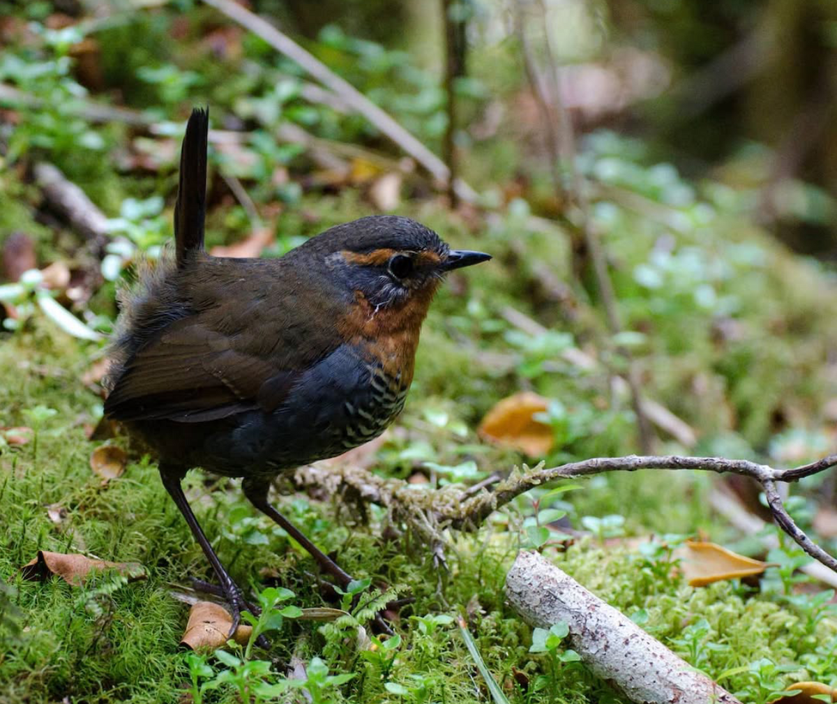 Rotkehltapaculo - ML642024903