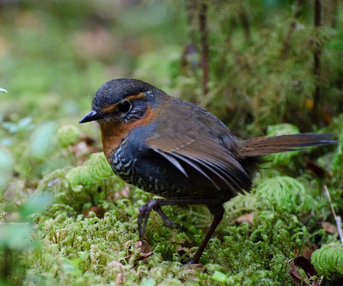 Rotkehltapaculo - ML642024904