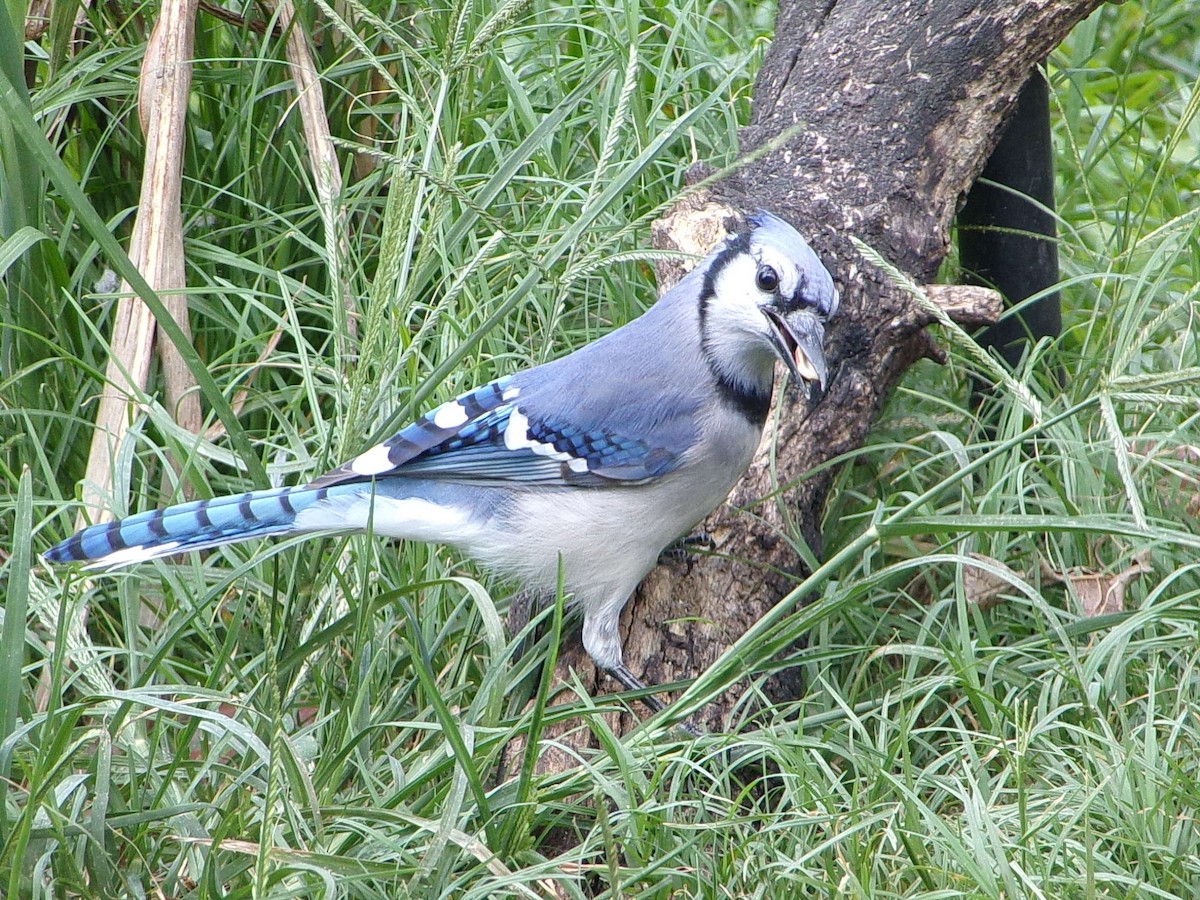 Blauhäher - ML642024905