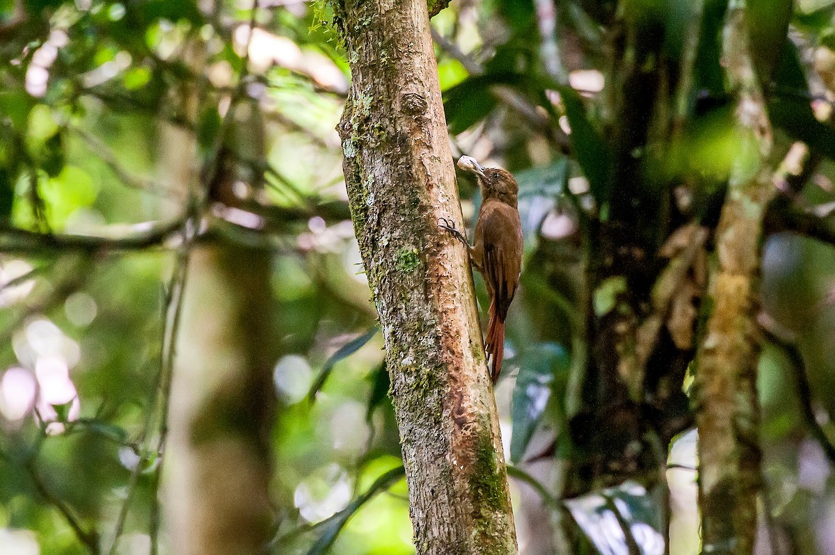 Plain-winged Woodcreeper - Leonardo Merçon / Instituto Últimos Refúgios