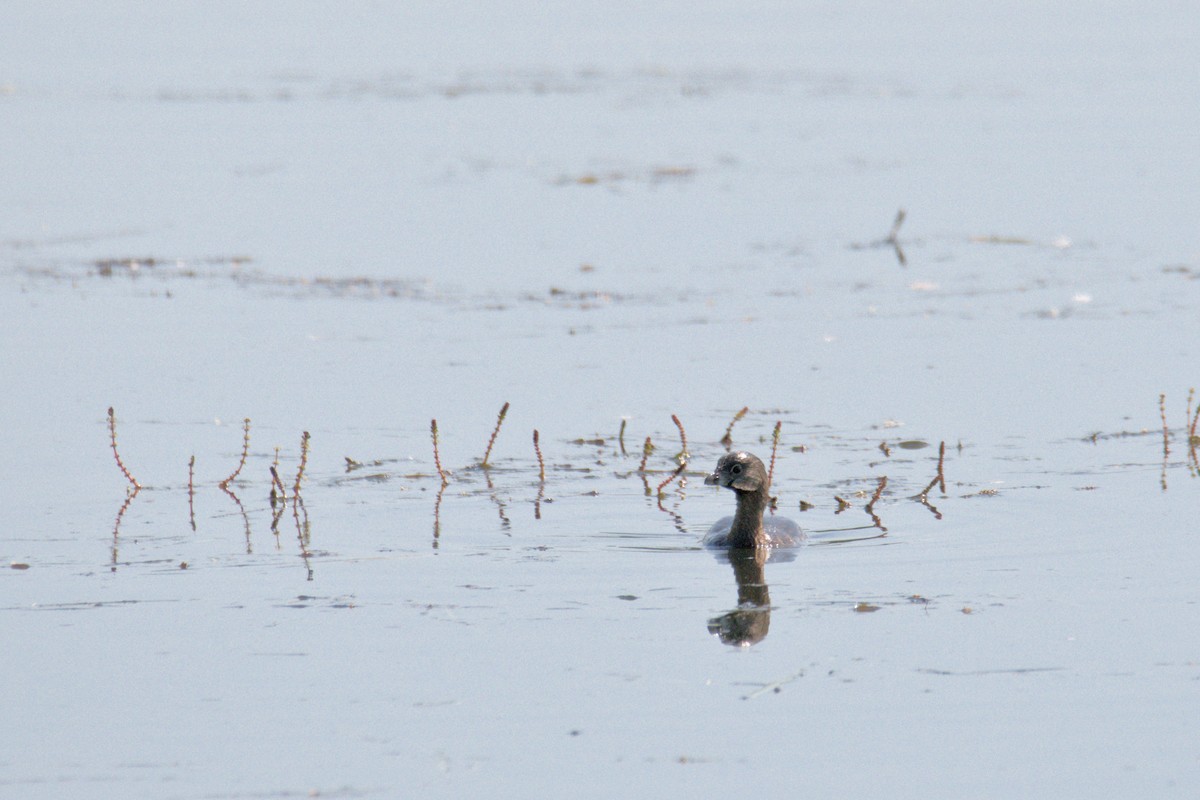 Pied-billed Grebe - ML642024917