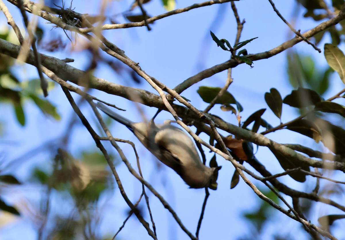 Tufted Titmouse - ML642024918