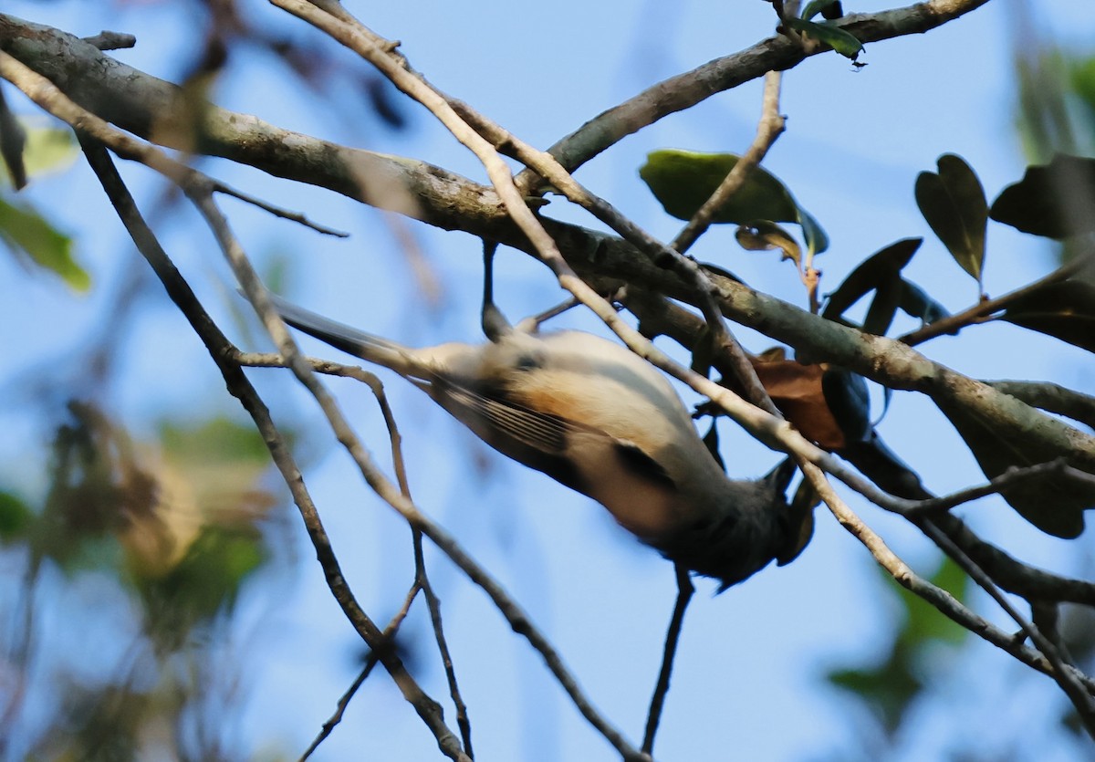 Tufted Titmouse - ML642024919