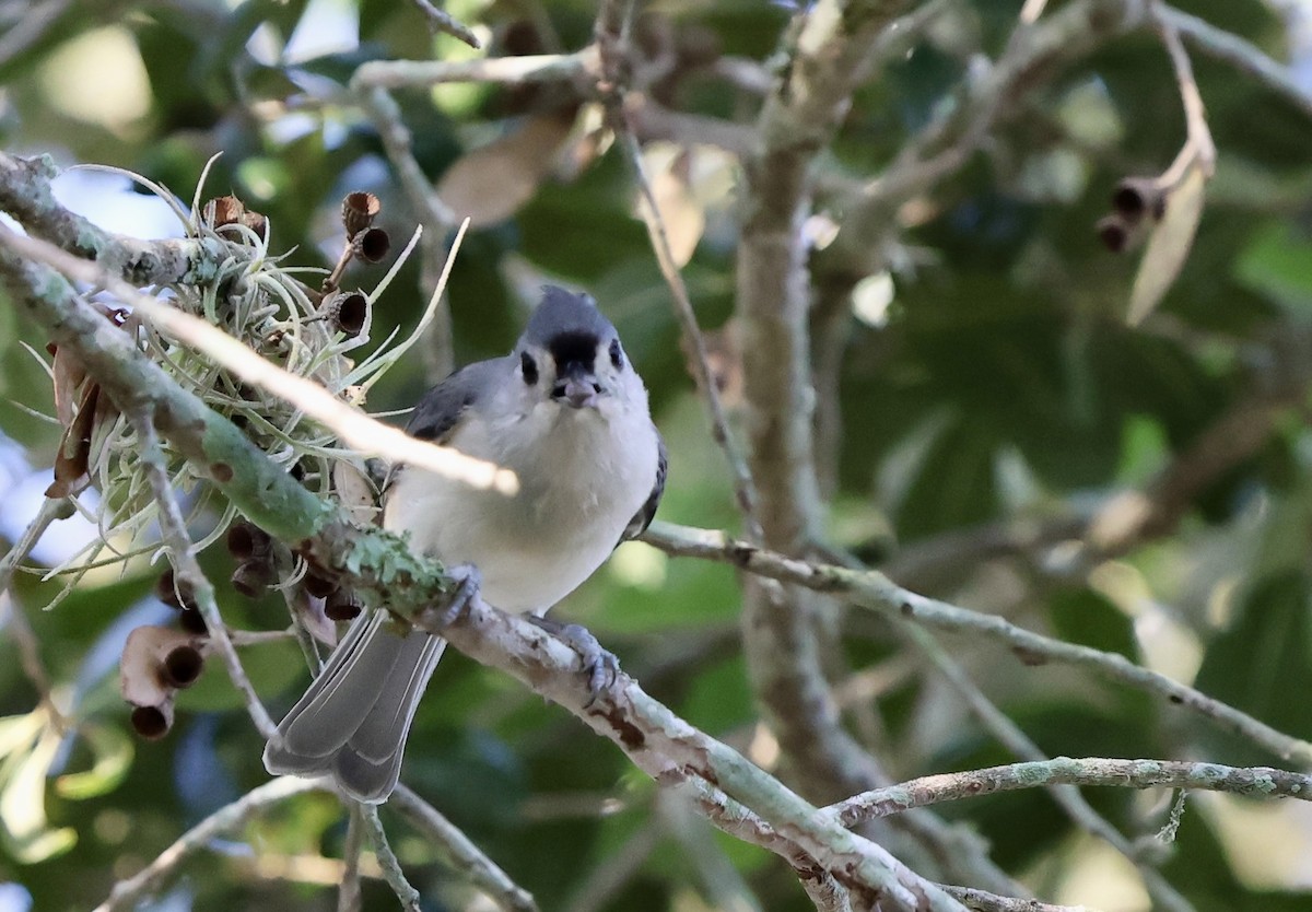 Tufted Titmouse - ML642024920
