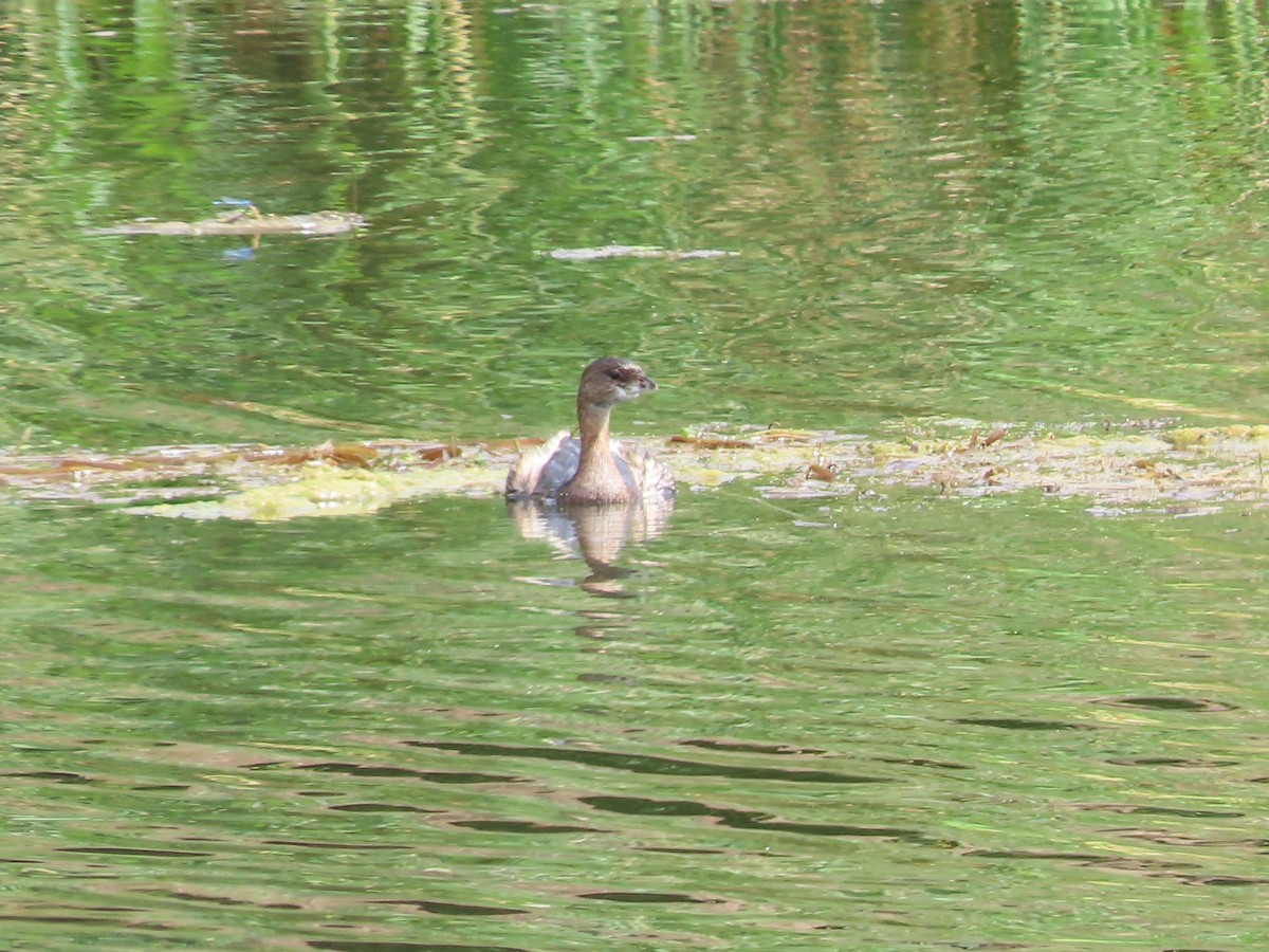 Pied-billed Grebe - ML642024921