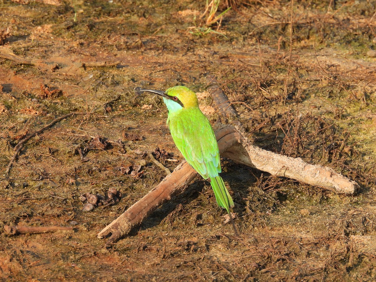 Abejaruco Esmeralda Oriental - ML642024929
