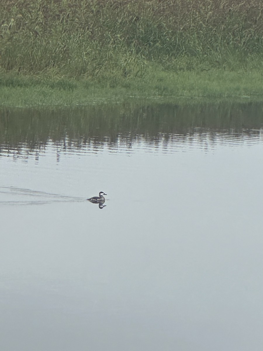 Ruddy Duck - ML642024934