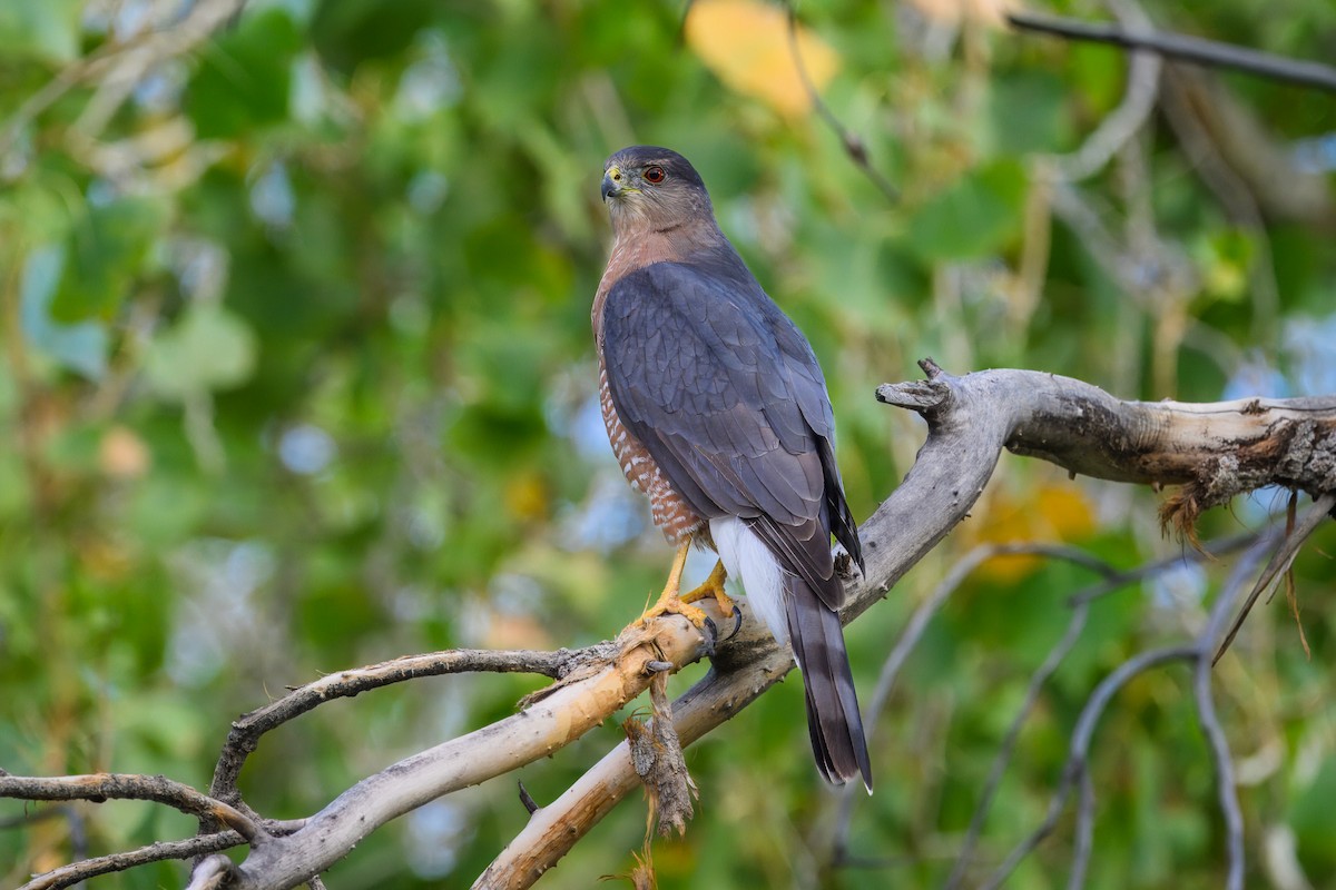 Cooper's Hawk - ML642024953