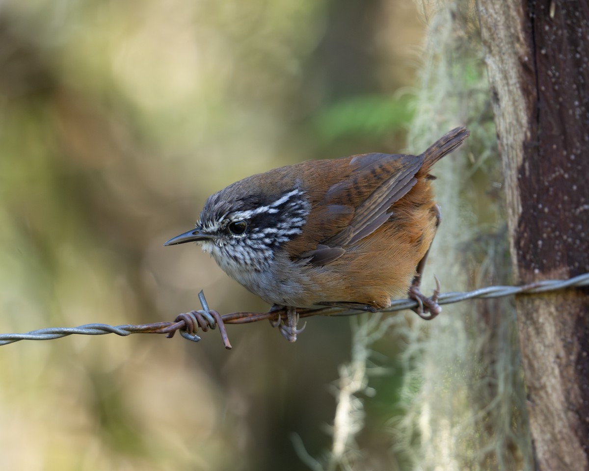 Hermit Wood-Wren - ML642024954