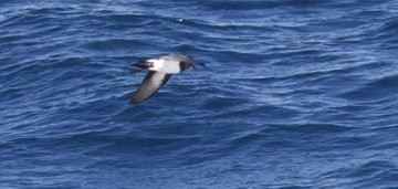 White-bellied Storm-Petrel - ML642024975