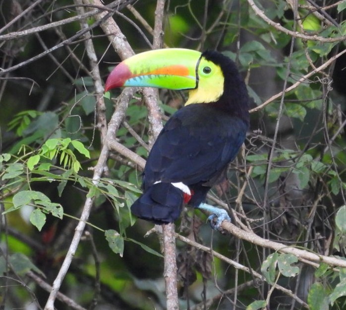 Keel-billed Toucan - ML642024978