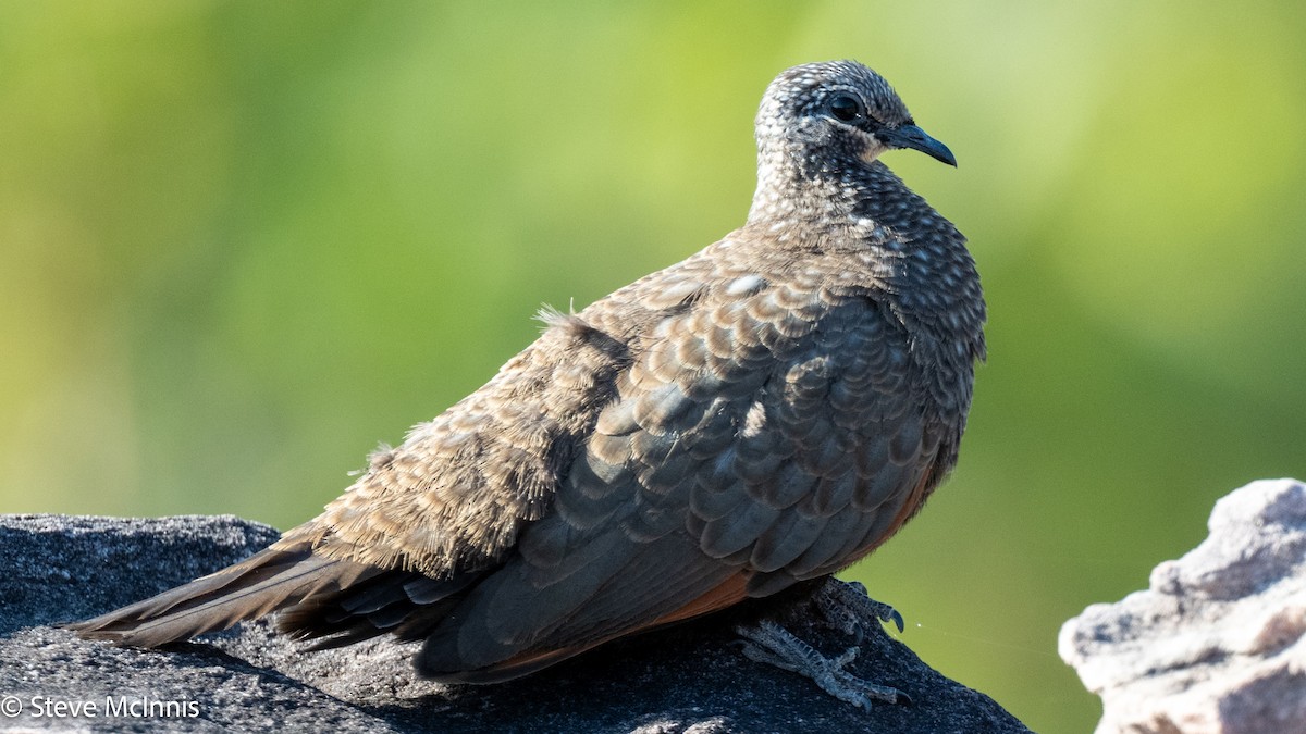 Chestnut-quilled Rock-Pigeon - ML642024988