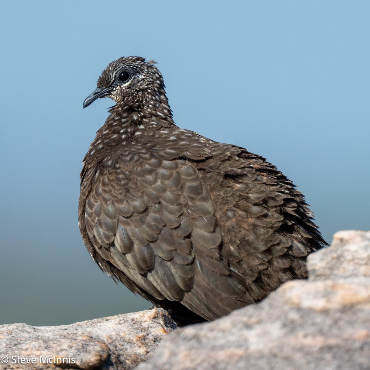Chestnut-quilled Rock-Pigeon - ML642024989