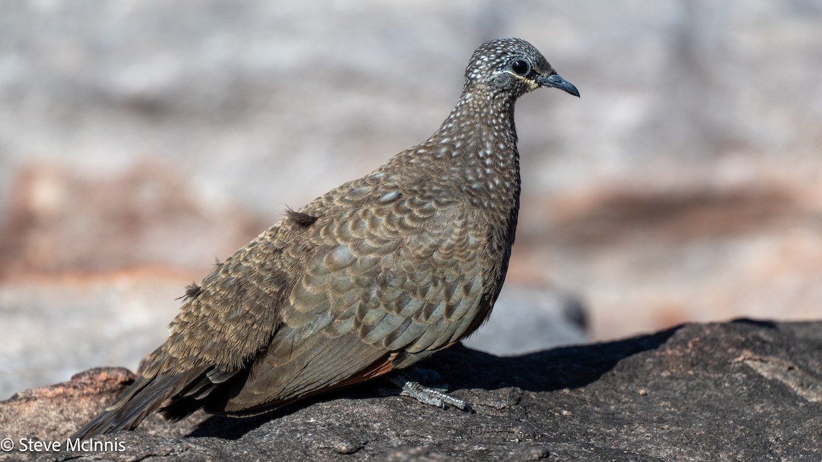 Chestnut-quilled Rock-Pigeon - ML642024990