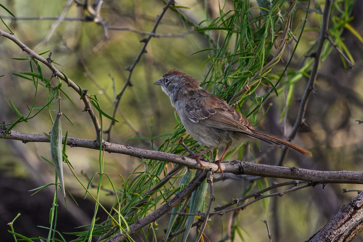 Rufous-crowned Sparrow - ML642024992