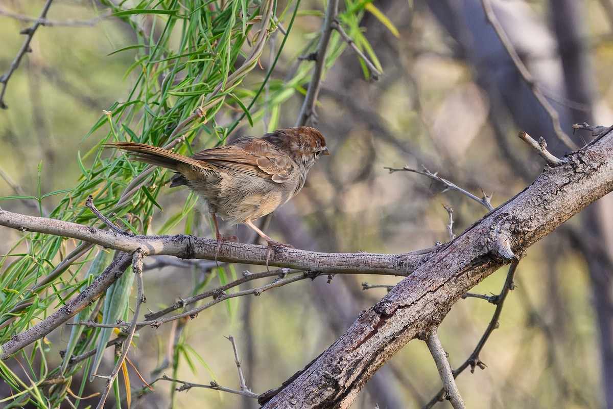 Rufous-crowned Sparrow - ML642024993