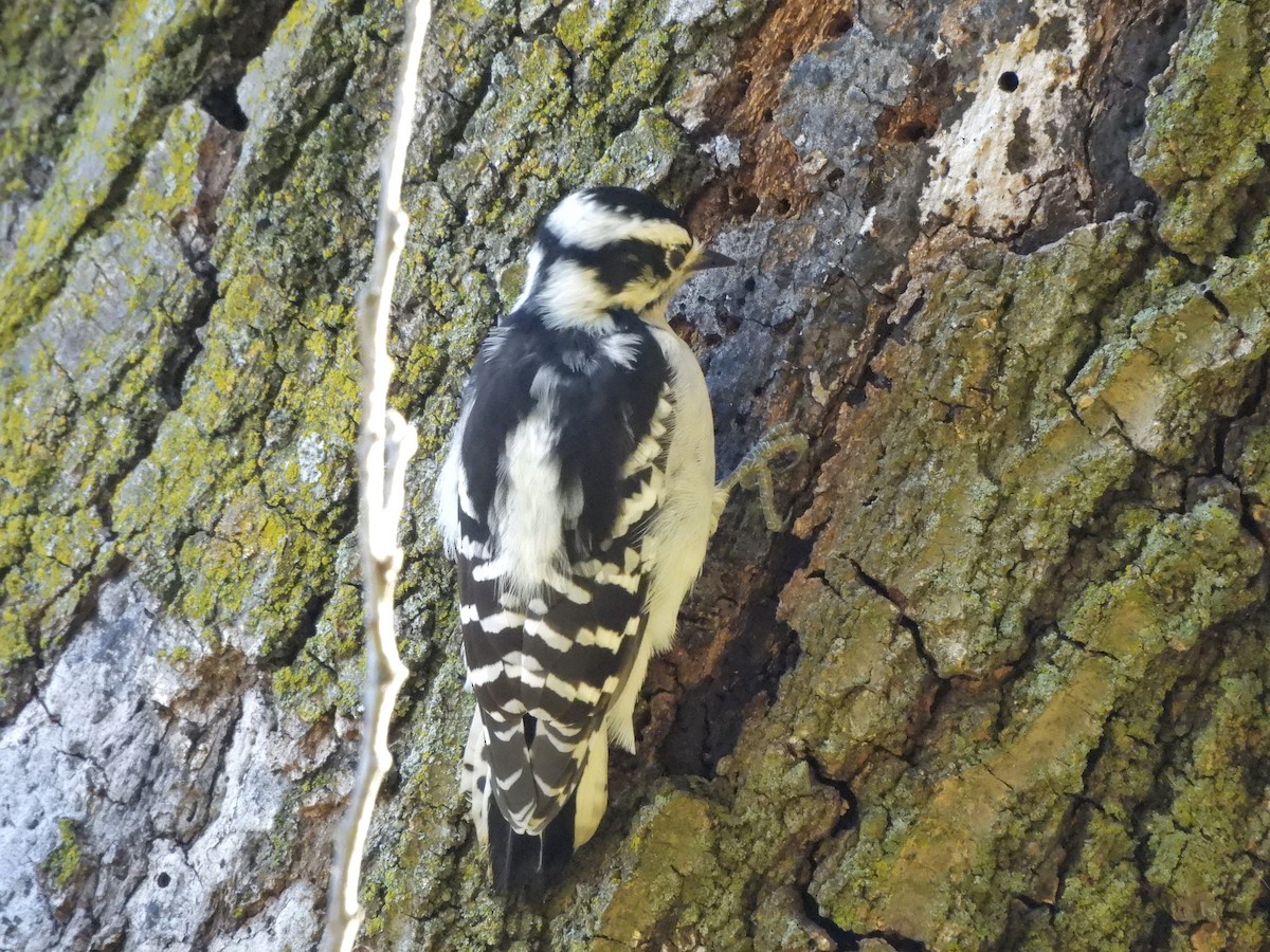 Downy Woodpecker - ML642024996