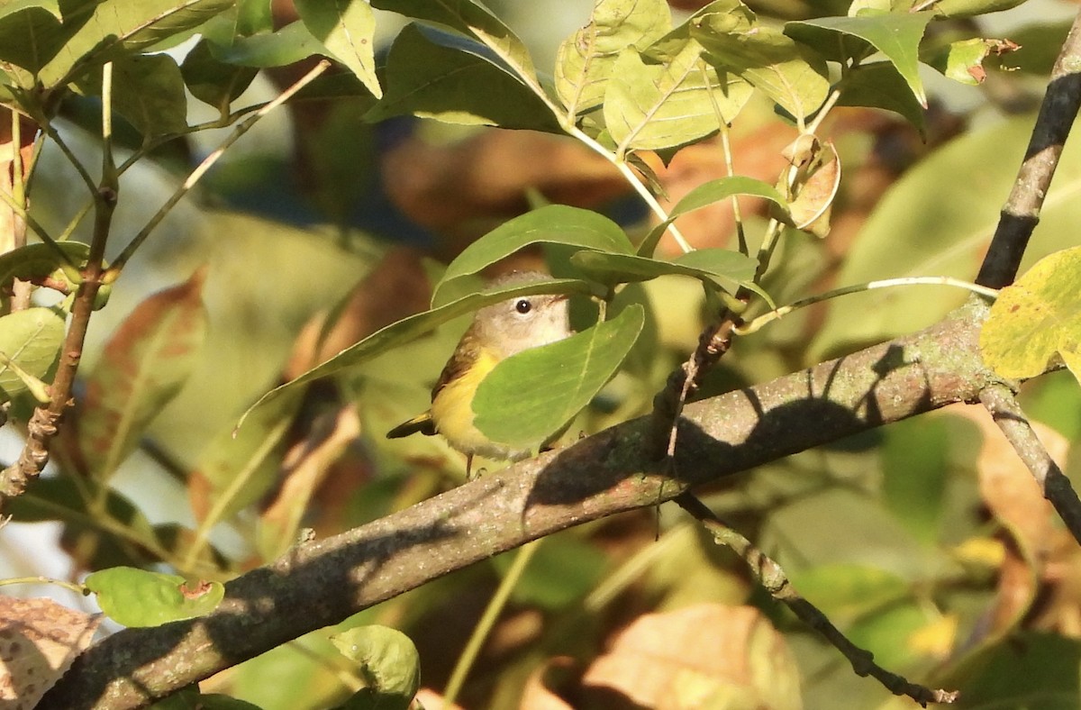 Mourning Warbler - ML642024997