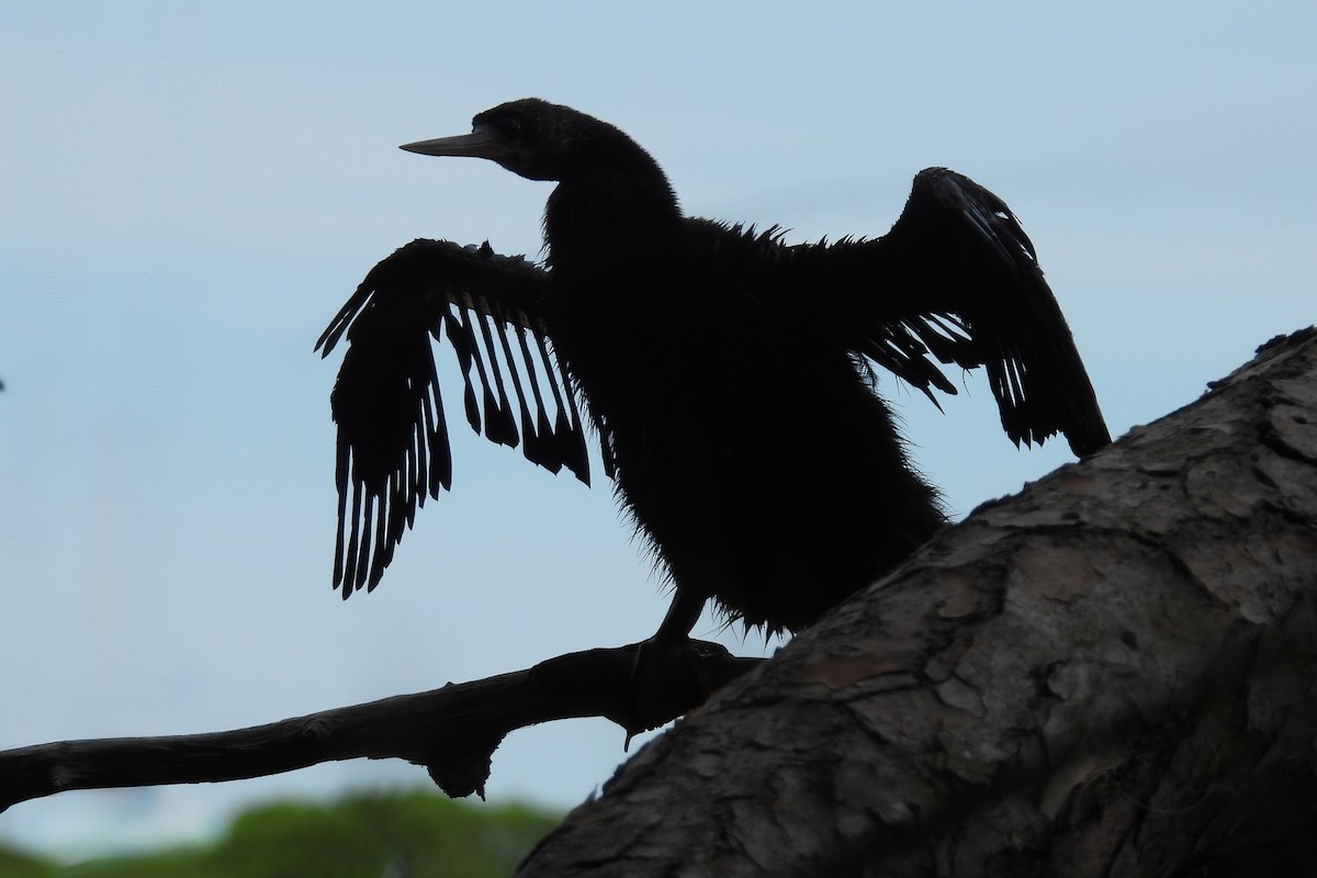 Anhinga - ML642025006