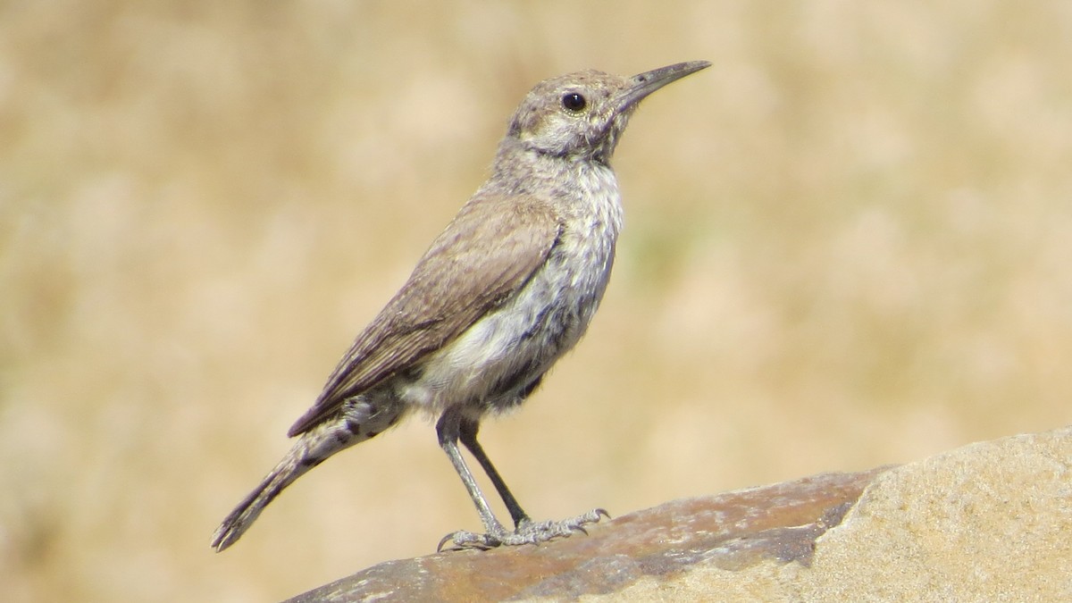 Rock Wren - ML64202501