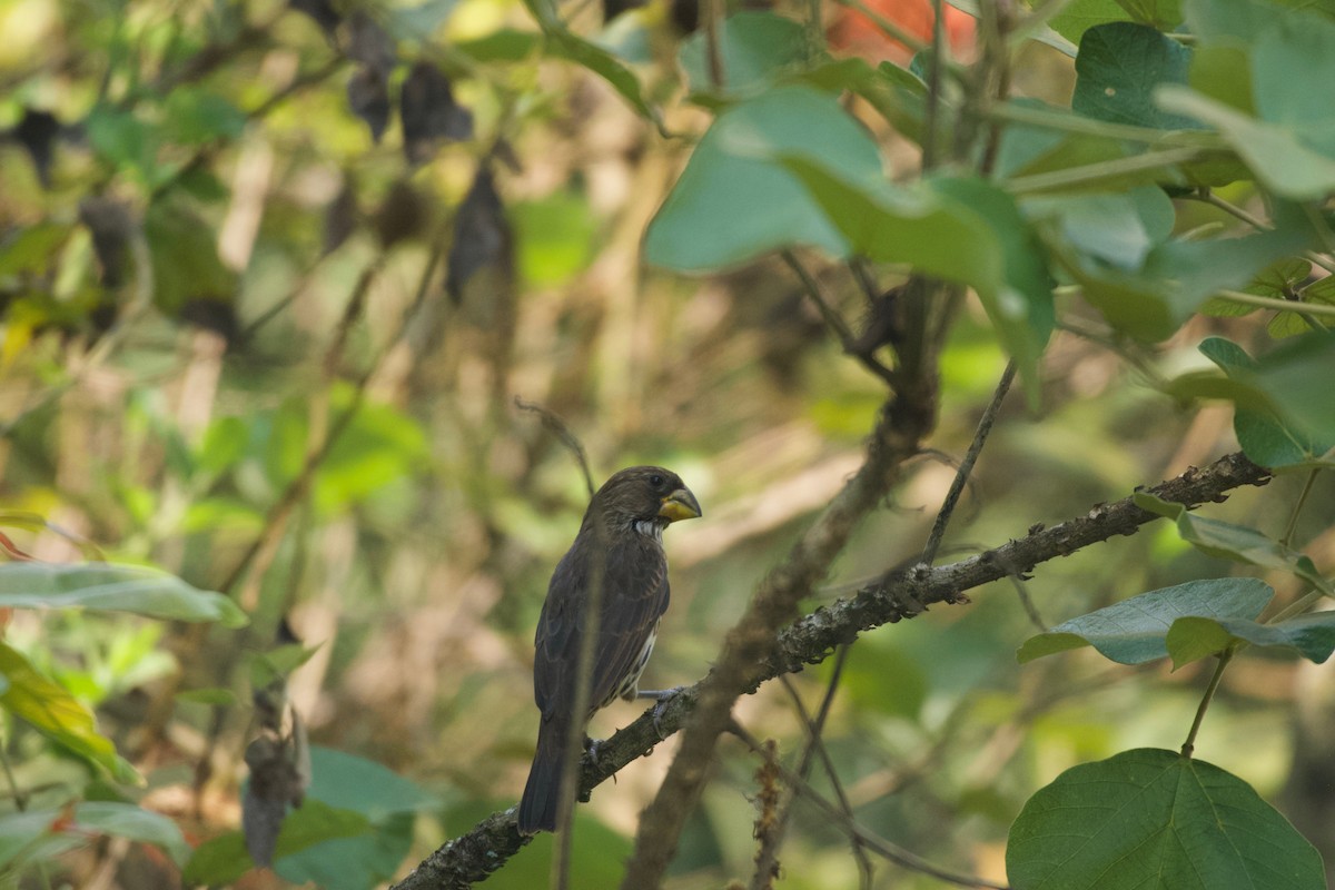 Grosbeak Weaver - ML642025014
