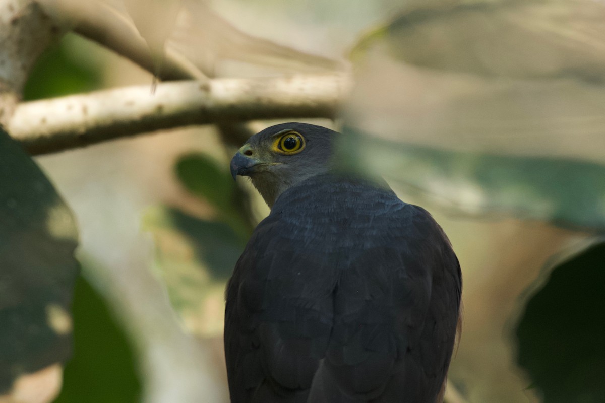 African Goshawk - ML642025020