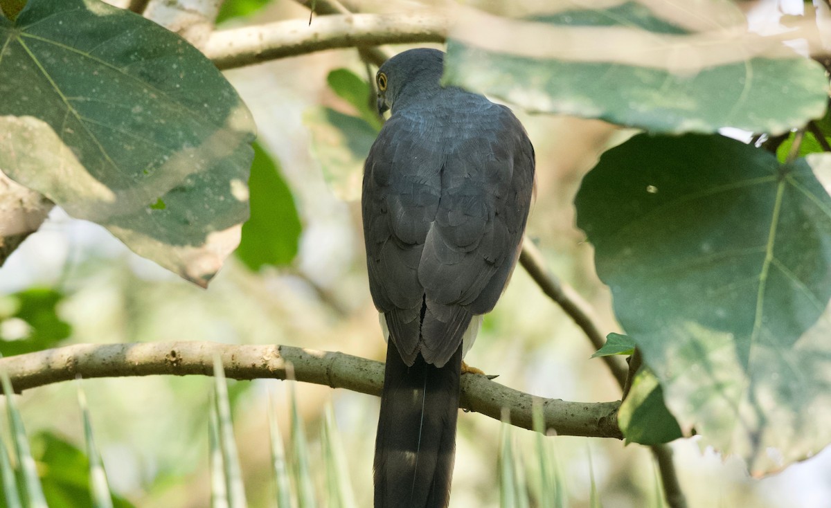 African Goshawk - ML642025021