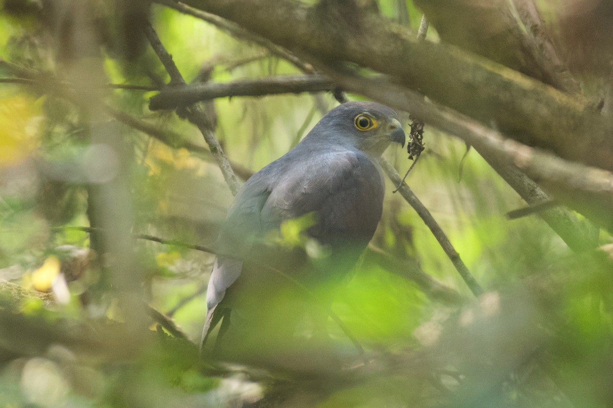 African Goshawk - ML642025022