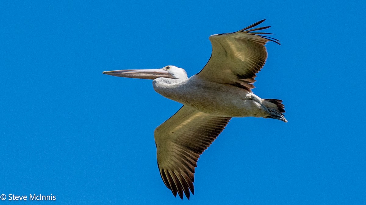 Australian Pelican - ML642025023