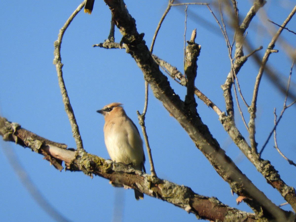 Cedar Waxwing - ML642025028
