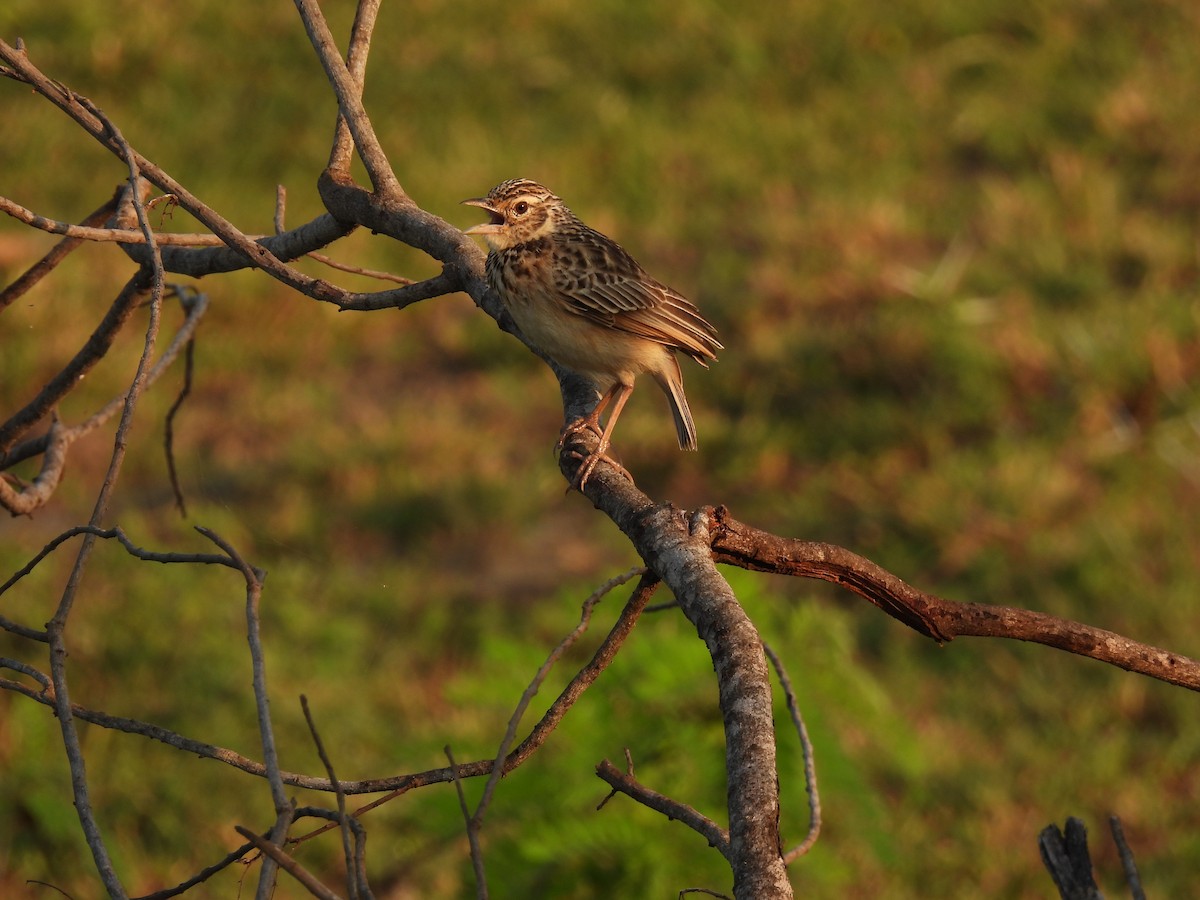 Jerdon's Bushlark - ML642025033