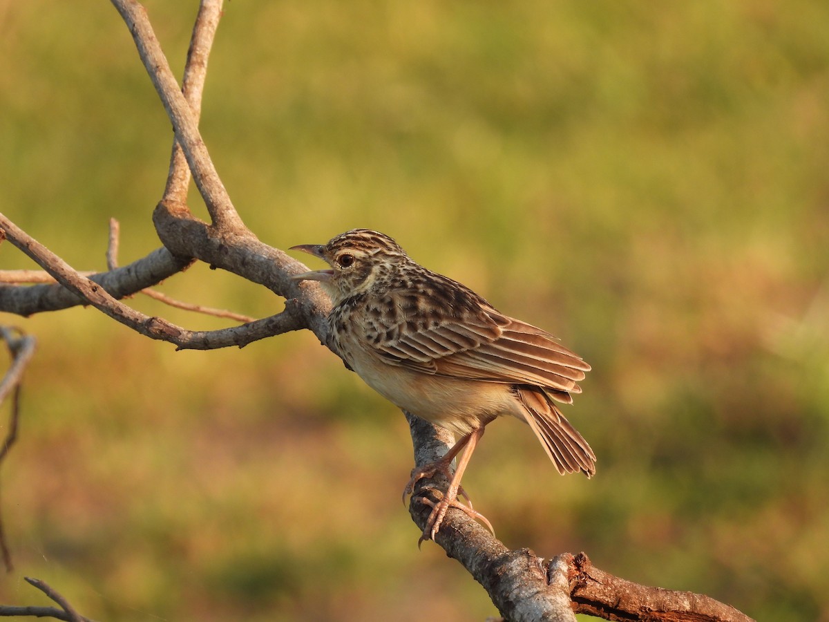 Jerdon's Bushlark - ML642025034