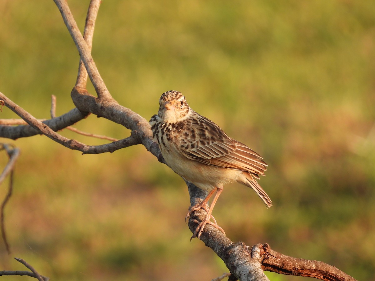 Jerdon's Bushlark - ML642025035
