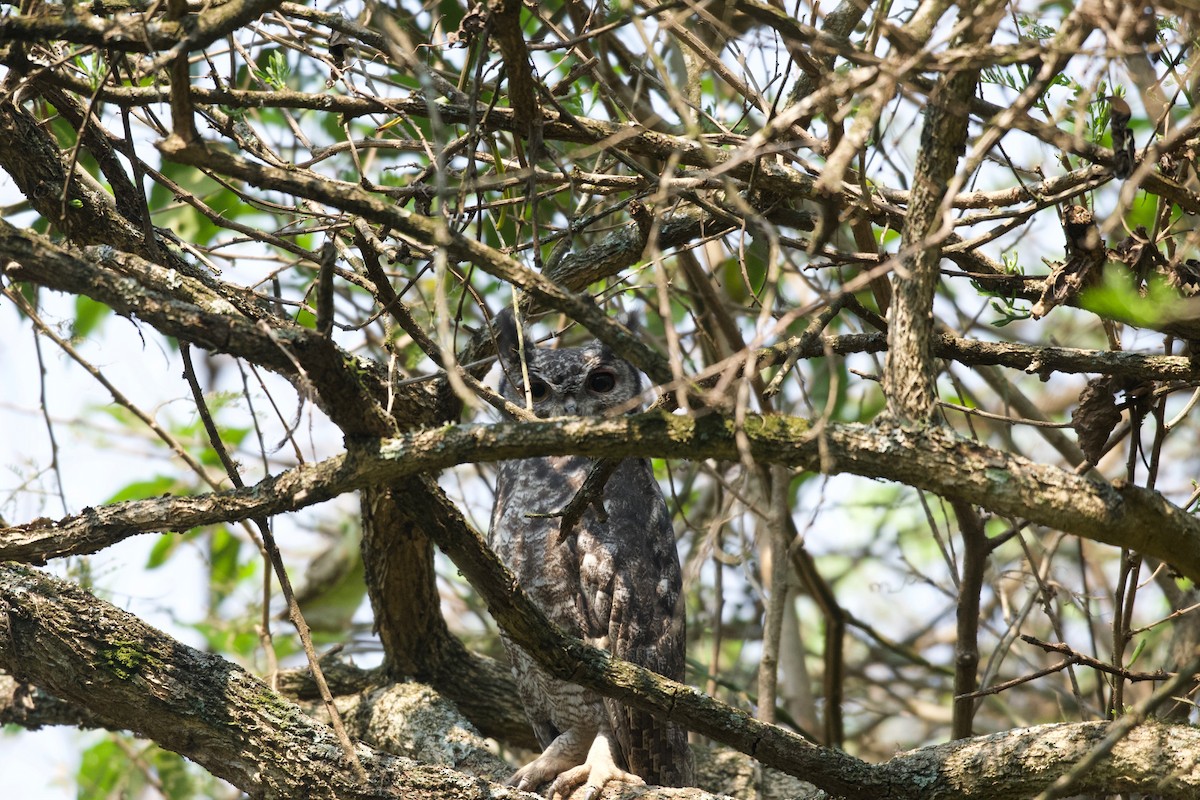 Spotted Eagle-Owl - ML642025041