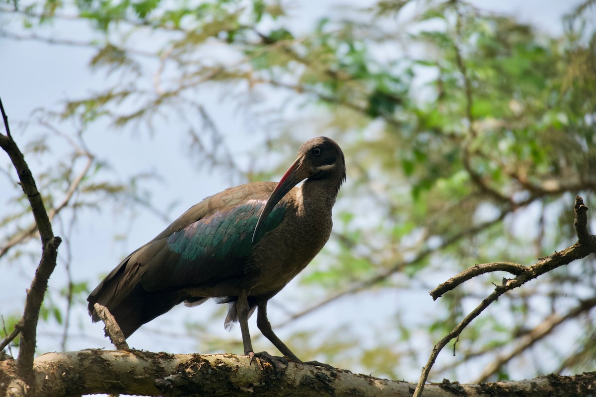Hadada Ibis - ML642025046