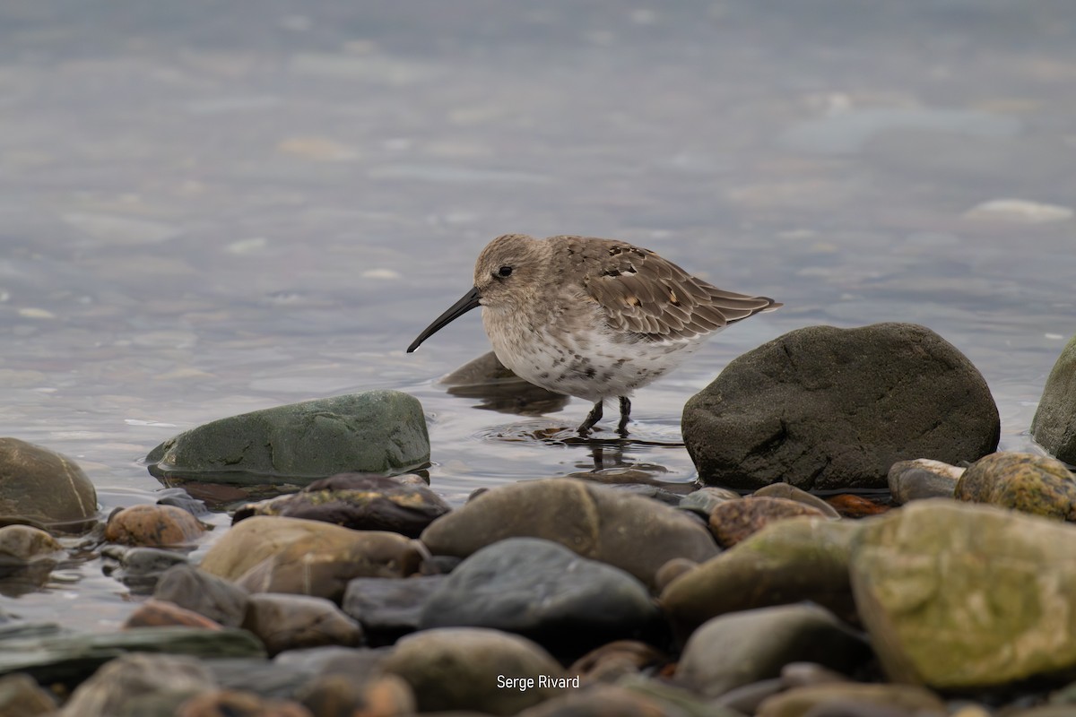 Dunlin - ML642025053