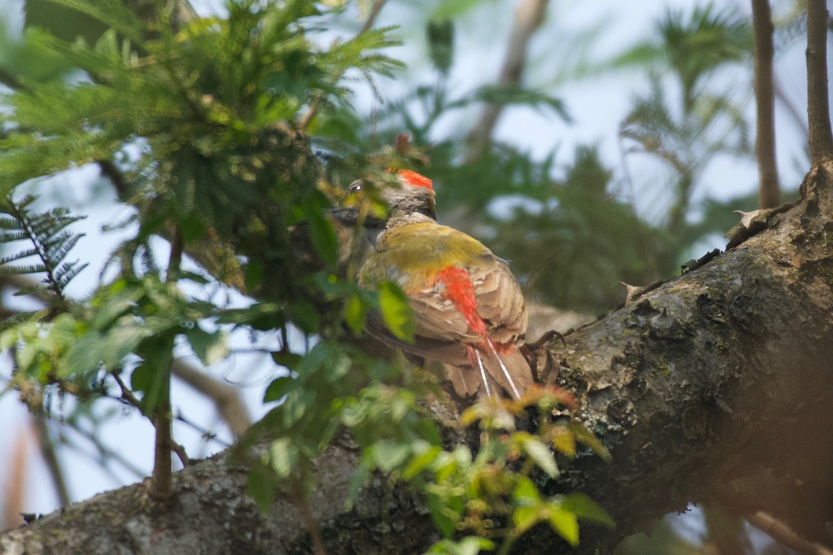 African Gray Woodpecker - ML642025055